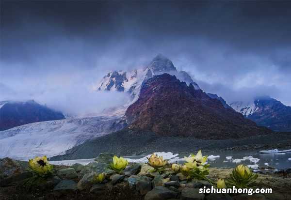 雪莲的养殖方法
