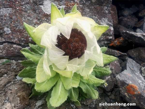 雪莲的养殖方法