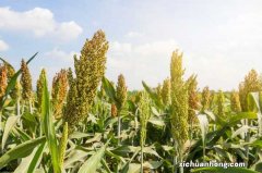高粱的功效与作用