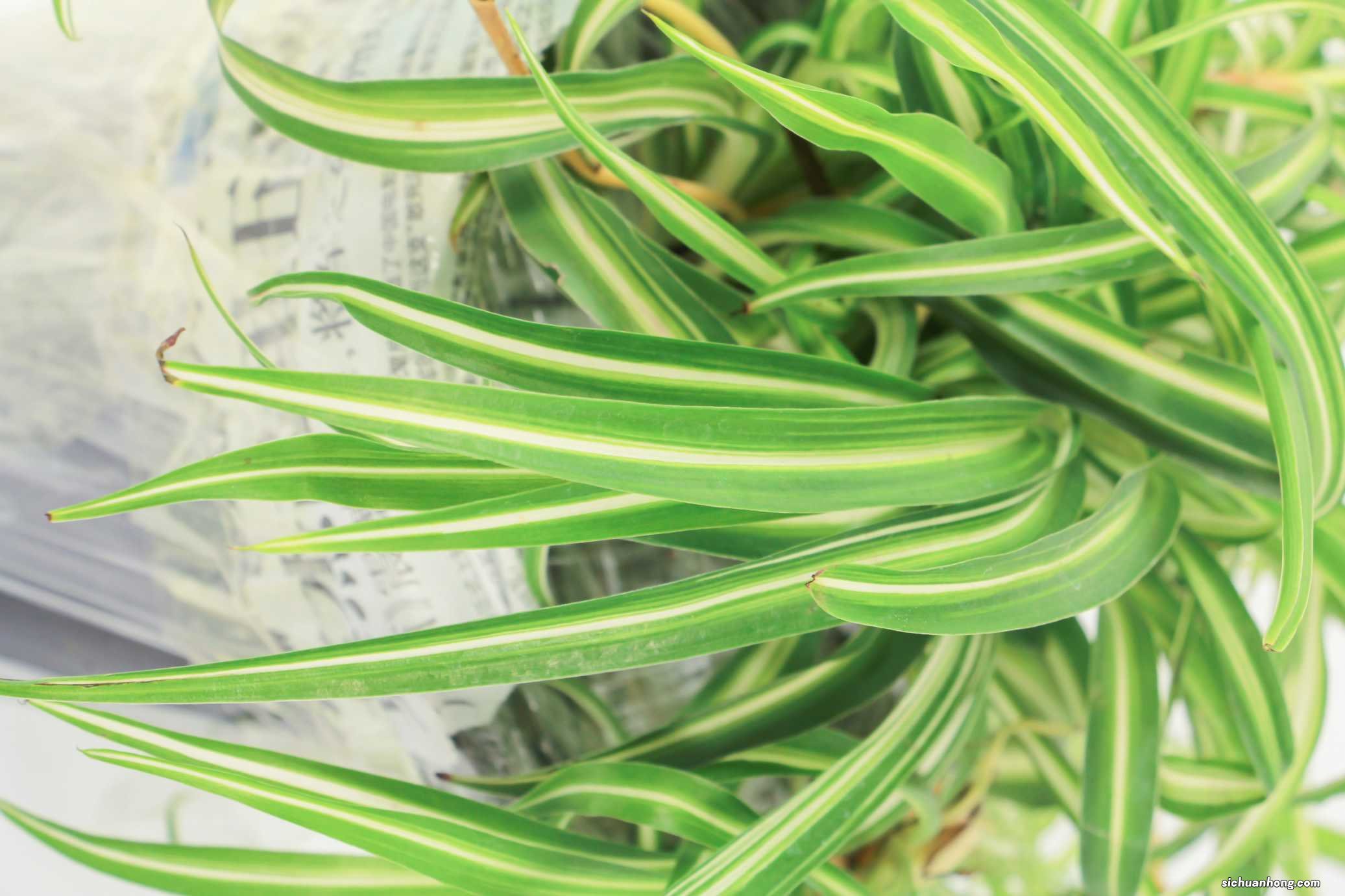 吊兰开花有什么兆头