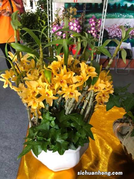 石斛怎么养殖方法,能在室外过冬吗