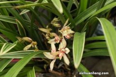 兰花施复合肥效果好吗，怎么施复合肥