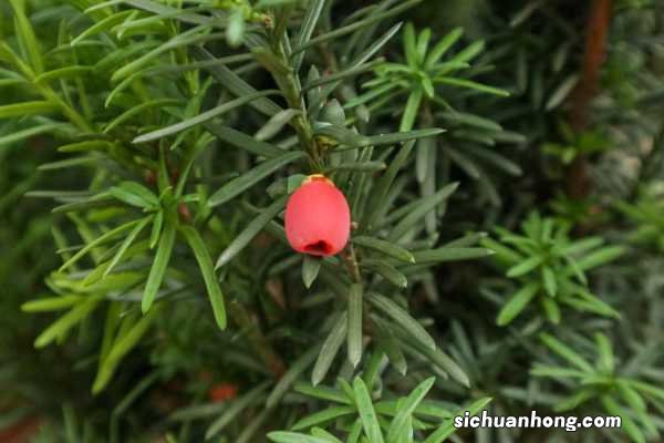 红豆杉的功效与作用