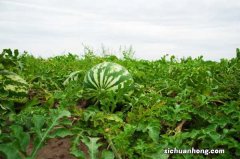 西瓜和桃子能一起吃吗