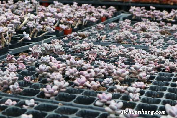 桃蛋怎么养长得好