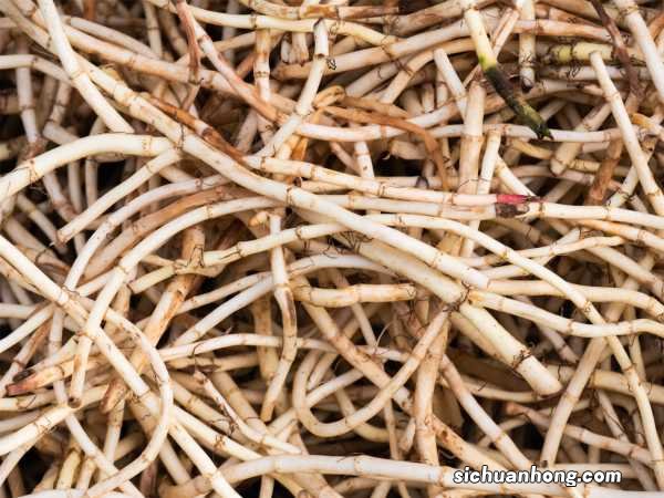 鱼腥草怎么分株种植,北方可以种吗