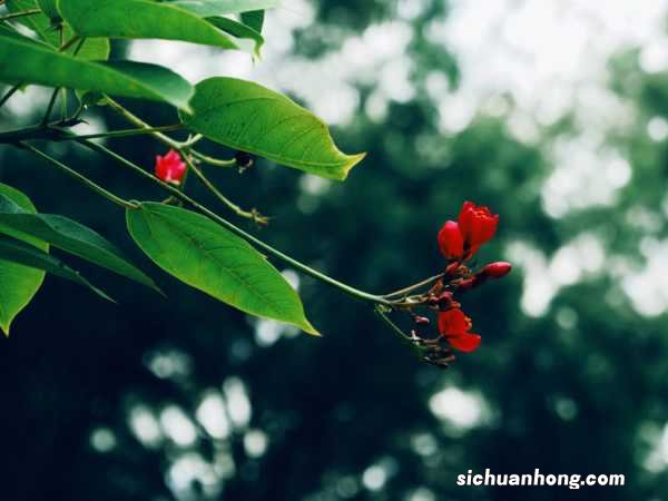 琴叶珊瑚的养殖方法