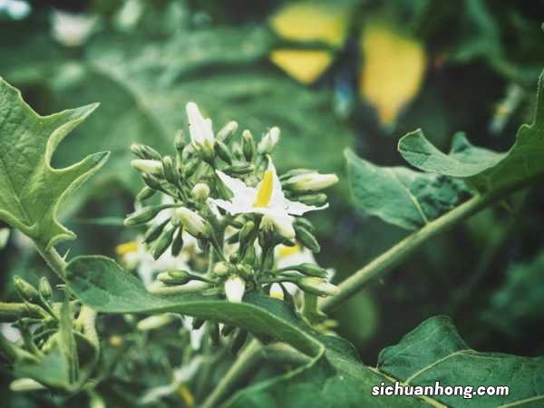 茄子的养殖方法