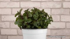 薄荷换盆后蔫了怎么办，薄荷换盆正确方法