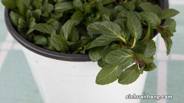 薄荷播种方法和时间，薄荷可以一年四季种吗