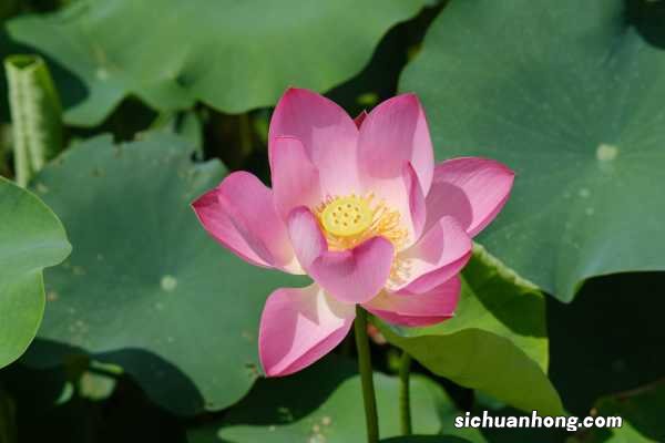 荷花怎样种植,荷花抗寒吗