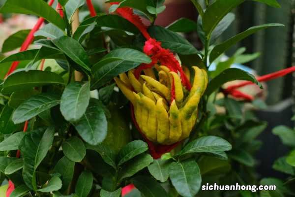 佛手瓜宿根越冬方法，如何管理