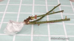 胡椒薄荷怎么养长得好