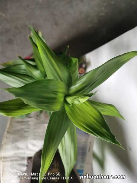 富贵竹营养液滴几滴