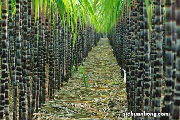 甘蔗的功效与作用