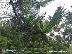 松树的养殖方法与注意事项