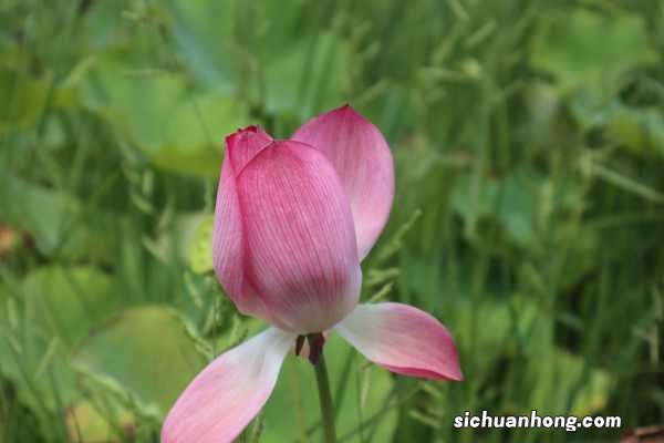 荷花盆栽技巧,需要注意什么