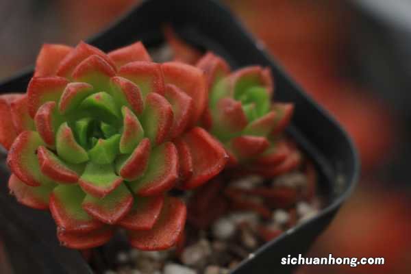 蒂亚的养殖方法与注意事项