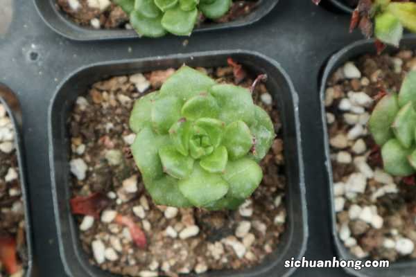 蒂亚的养殖方法与注意事项