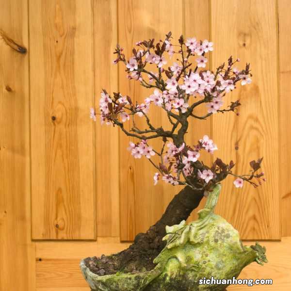 梅花嫁接时间和方法，梅花嫁接用什么砧木