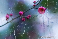 梅花扦插要多久能生根，梅花扦插繁殖方法