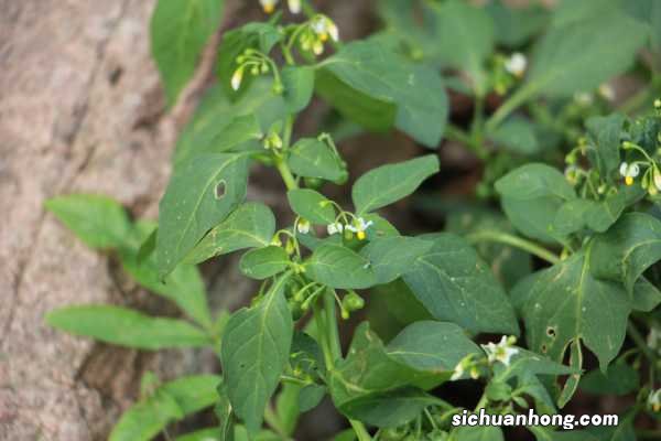龙葵的养殖方法