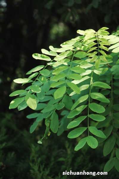 刺槐的功效与作用