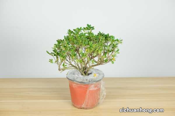 怎么养露珠杜鹃