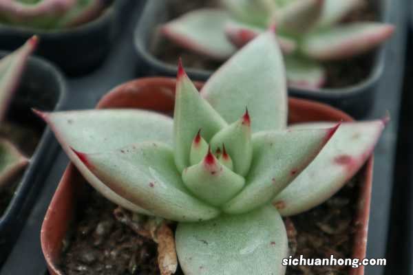 乌木的作用和功效