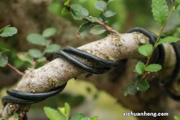 榆树盆景怎么养造型，黄叶怎么办