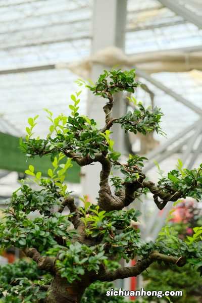 榆树下山桩的栽培技巧,根部怎么处理