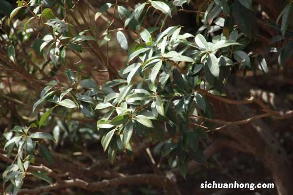 金桂的养殖方法