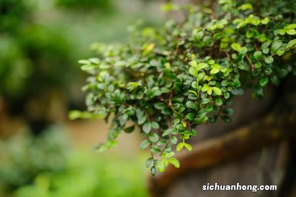 榆树如何养根，老榆树桩没根能栽活吗