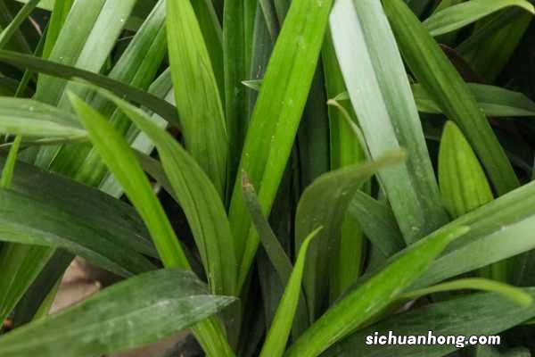 大惠兰花期过后怎么养