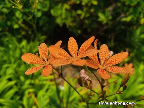 射干的功效与作用