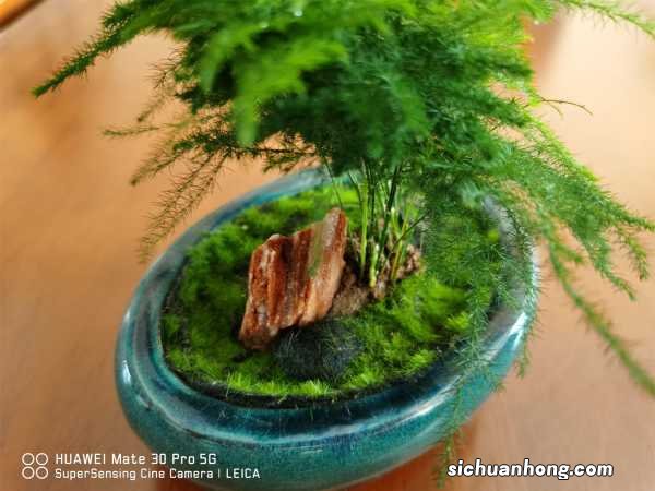 唐山云竹怎样养长得好