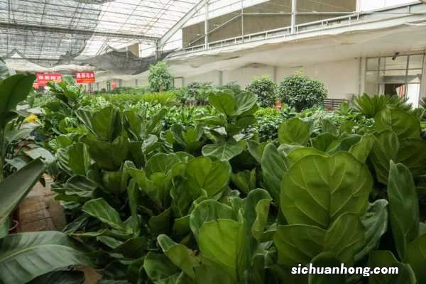 琴叶榕适合放卧室吗