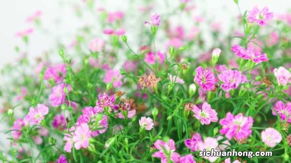 满天星喜欢阳光吗