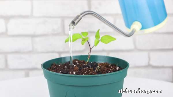 铁线莲冬天如何养护