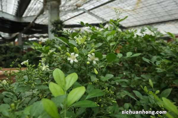 九里香适合深盆还是浅盆,选盆有什么要求