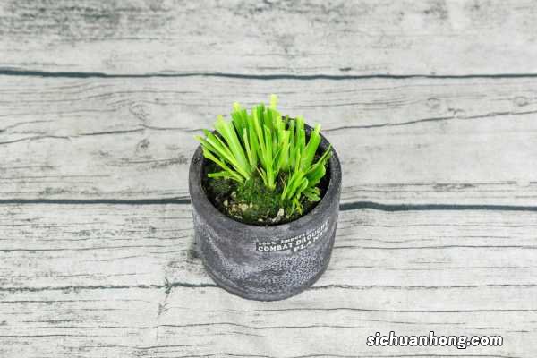 家里养菖蒲好吗