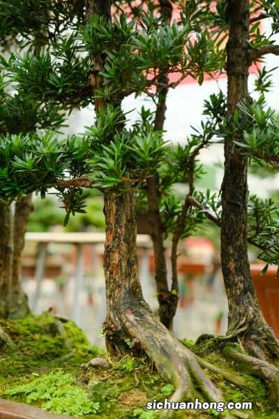 罗汉松如何安全过冬,0下10度能过冬吗