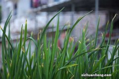 韭菜过冬啥时间不再割，北方割到几月份