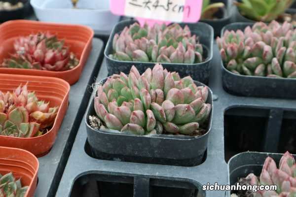 多头红宝石怎么养