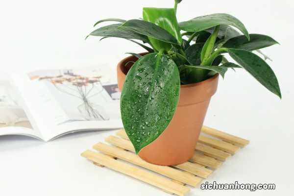 怎样使金钻叶子竖起来，叶子下垂怎样补救