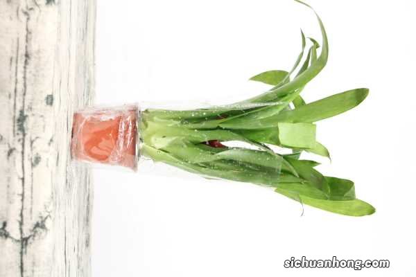 鸿运当头适合放客厅吗