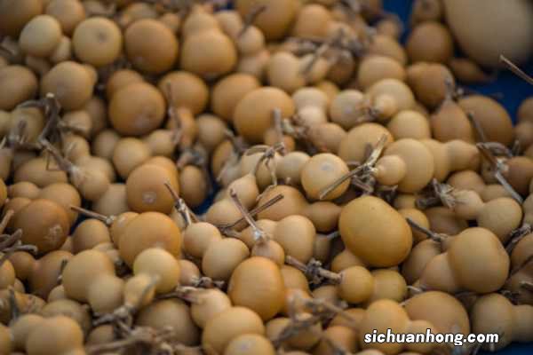 葫芦生长过程图片