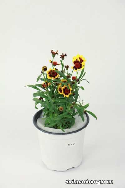 金鸡菊的功效与作用