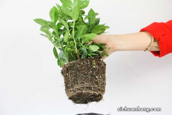 栀子花开有什么寓意