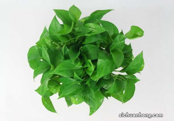 啤酒浇绿萝的正确方法